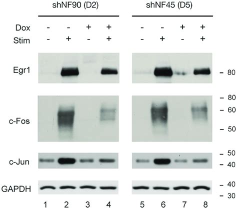 Reduced Nf90 Nf110 Or Nf45 Expression Attenuated Inducible Expression Download Scientific