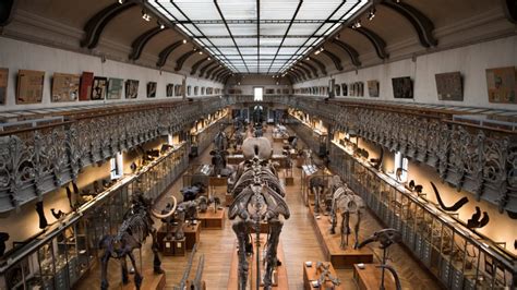 Paris Le Mus Um D Histoire Naturelle Lance Un Appel Aux Dons Pour