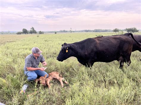 How a Cattle Rancher in Kansas Sells Her Products | Kansas Living Magazine