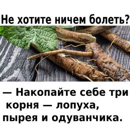 Не хотите ничем болеть? — Накопайте себе три корня — лопуха, пырея и ...