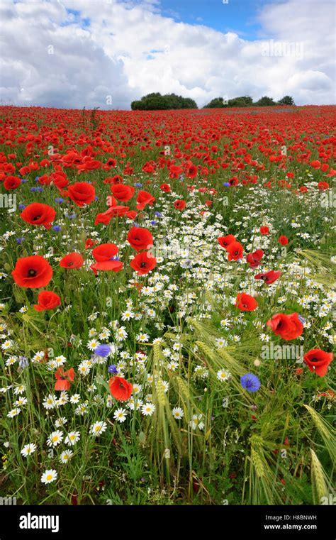 Red Poppy Papaver Rhoeas Flowering In Field With Other Wildflowers