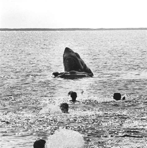 Amazing behind the scenes photos from the making of the film 'Jaws ...