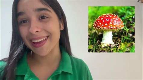 Segundo ¿cómo Se Clasifican Los Seres Vivos🐝🌻🍄🦠🍘 Youtube