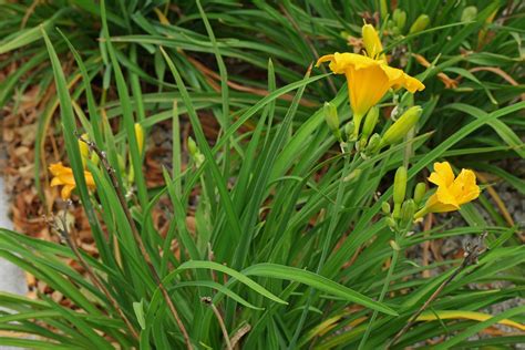 Hemerocallis "Stella de Oro"