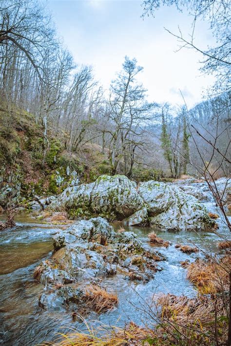 A Rocky Stream in a Forest · Free Stock Photo