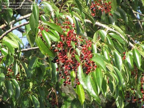 Plantfiles Pictures Prunus Species Mountain Black Cherry Rum Cherry