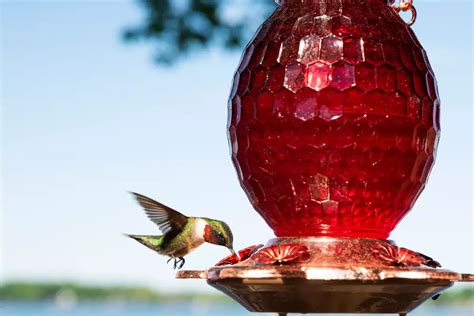 When to Put Hummingbird Feeders Out in Michigan?