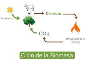 Biomasa Qué es cómo medirla y analizarla I Energías Renovable