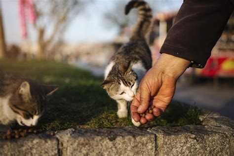 È vietato dare da mangiare ai gatti randagi