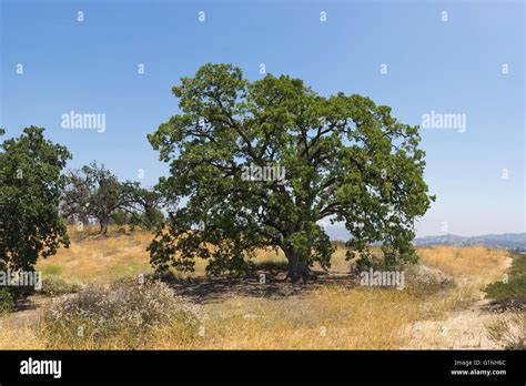 Large Green Oak Tree Stands Atop A Hillside In Rural Southern