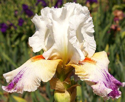 Prototype Tall Bearded Iris Nola S Iris Gardens