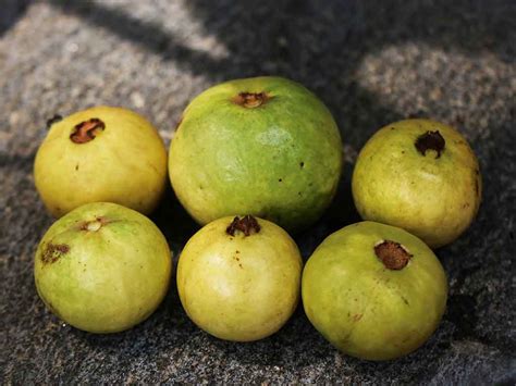 Guava Fruit