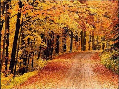 O Que É Floresta Temperada - 142. Biomas Mundiais: Floresta Temperada e Vegetação Desértica - Blog ...