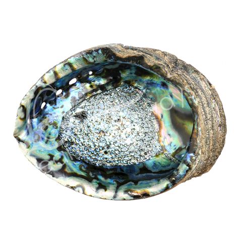 Shell Abalone X Large Oceanic Linkways Inc Wholesaler Of