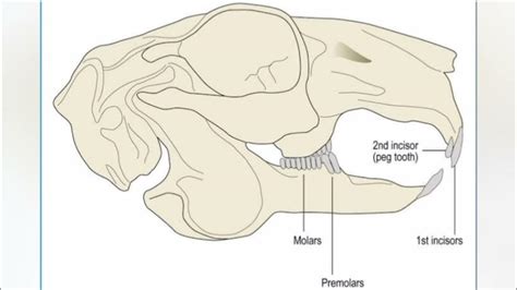 Dental Formula Of Rabbit 🐰 Youtube