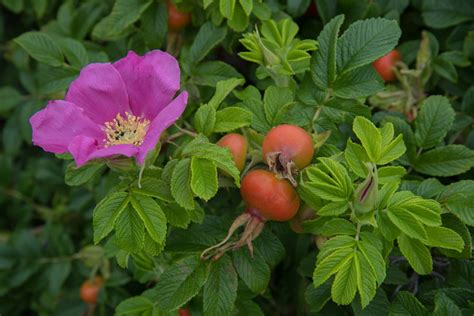 Rosa Rugosa Thorns