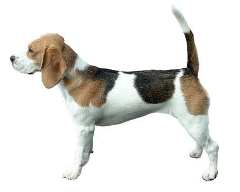 File:Beagle Fond Blanc.jpg - Wikimedia Commons