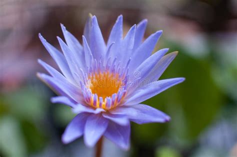 105 Indigo Lotus Stock Photos - Free & Royalty-Free Stock Photos from ...