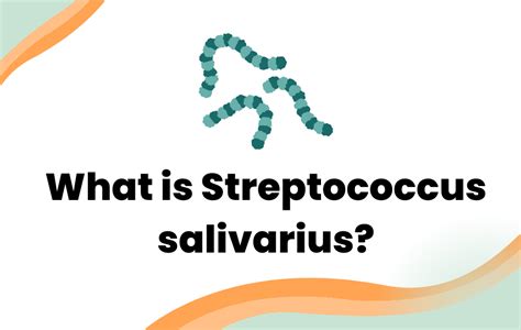 What is Streptococcus salivarius? - Layer Origin Nutrition