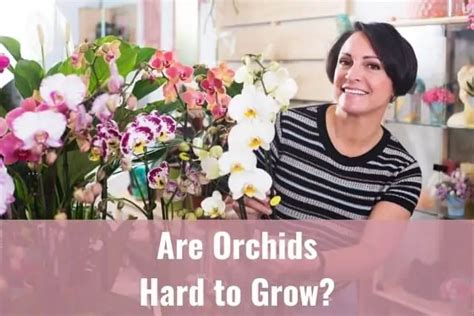 Descubre Los Secretos Para Cultivar Orqu Deas Con Total Facilidad