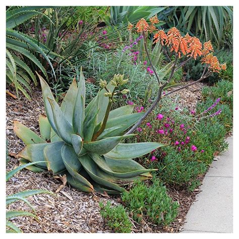 Coral Aloe