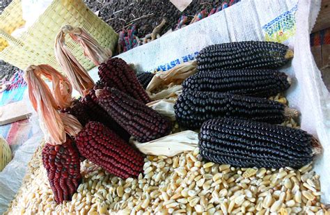 Maíz rojo y azul Blue and red corncobs En la Feria del M Flickr