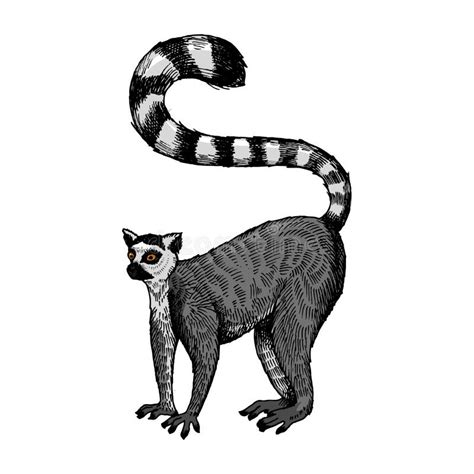 Ring Tailed Lemur Engraving Raster Illustration Stock Illustration Illustration Of Black