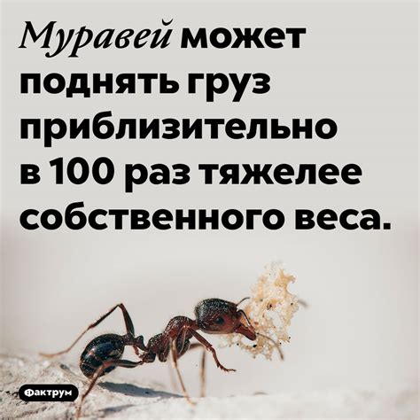 Муравей может поднять груз приблизительно в 100 раз тяжелее ...