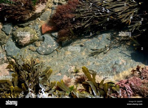 Underwater Plant Life In The Rock Pools Of T Robin Hood S Bay UK Stock