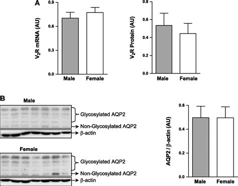 Sex Differences In Vasopressin V Receptor Expression And Vasopressin