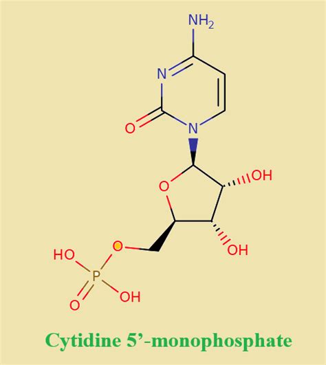 Cytidine 5 Monophosphate Uses Biological Activities And Benefits