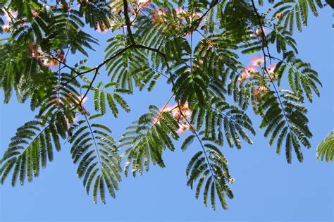 Free Images Branch Leaf Flower Food Jungle Produce Botany Blue