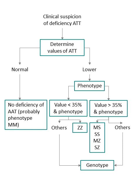 Alpha 1 Antitrypsin Deficiency Medical Tests Centro Andaluz Alfa 1