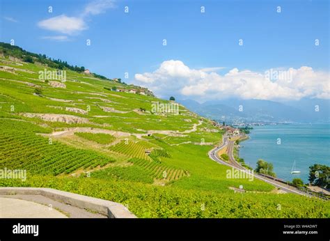 Amazing Terraced Vineyards On Slopes By Geneva Lake In Switzerland