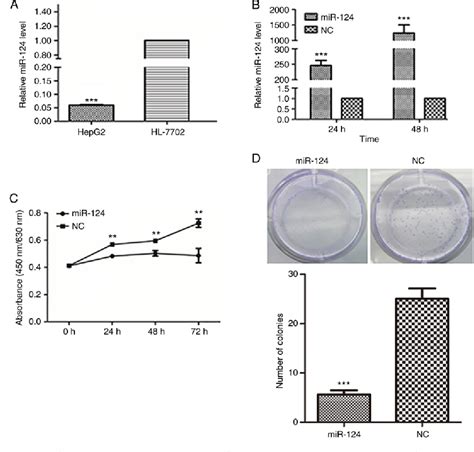 Figure 2 From MicroRNA 124 Negatively Regulates Chloride Intracellular