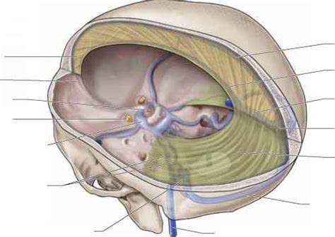 Dura Mater - Anatomy - Mitch Medical Healthcare