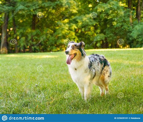 Happy Spotted Australian Shepherd Dog With Tongue Standing In Playing