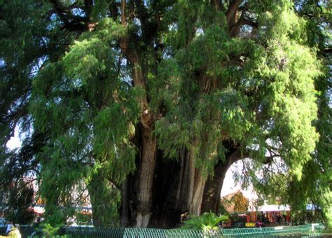 Ahuehuete el árbol nacional de México Algarabía