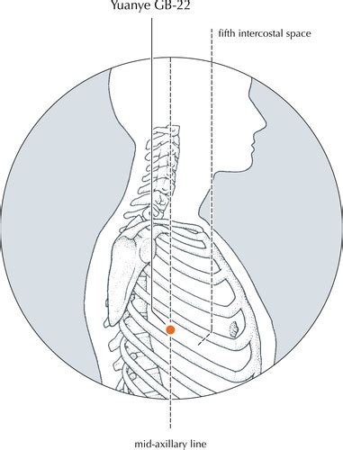 Acu Anatomy - Gallbladder Meridian of the Foot Shaoyang Flashcards ...