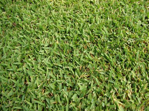 Gazon Des Mascareignes Zoysia Tenuifolia