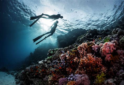 Freediving Koh Samui Silent Divers