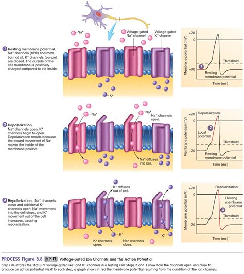 Action Potentials Electrical Signals And Neural Pathways