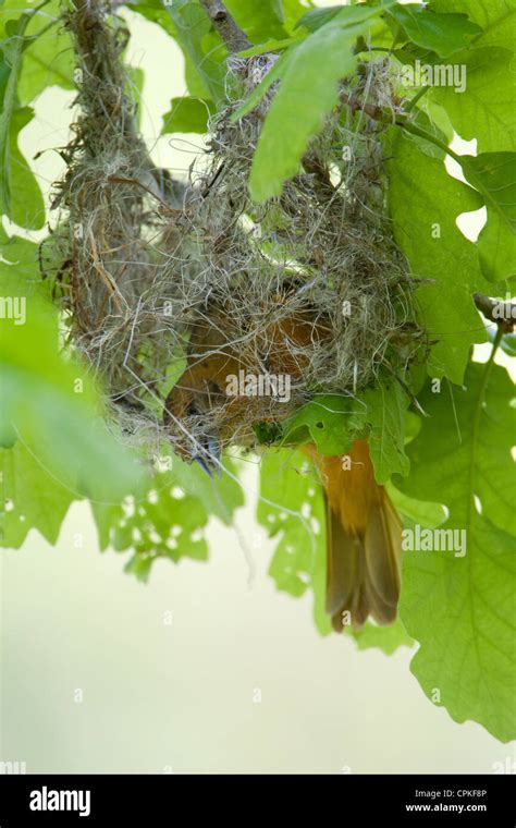 Female Baltimore Oriole Nest Building - vertical Stock Photo - Alamy