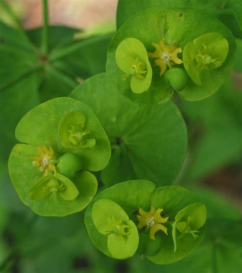 Wirtualny Atlas Ro Lin Wilczomlecz Migda Olistny Euphorbia Amygdaloides