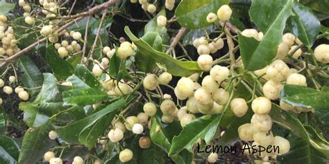 Lemon Aspen Bush Food Bush Tucker Taste Australia Native Food