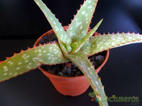 Aloe Sinkatana