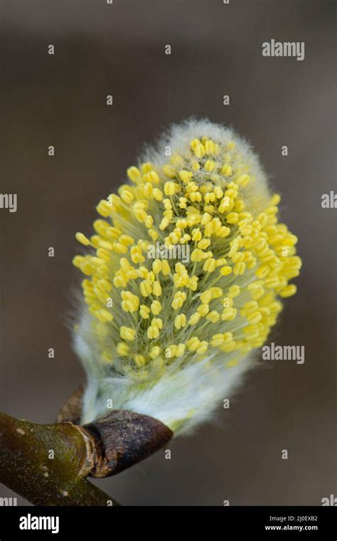 Flowering Pussy Willow Stock Photo Alamy