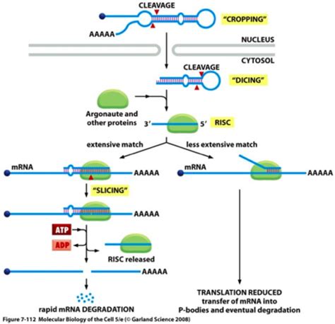 Nucleic Acid Regulatory Rna Flashcards Quizlet