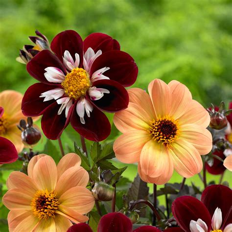 Know Your Dahlias Flower Styles And Sizes Longfield Gardens