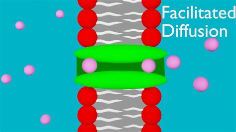 Passive transport, diffusion and facilitated diffusion animation - YouTube 